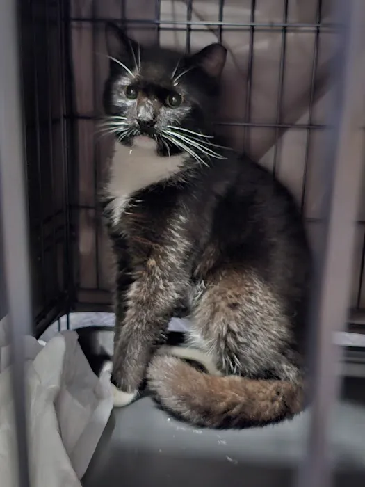 Fixin' to Save Spay & Neuter Clinic 6