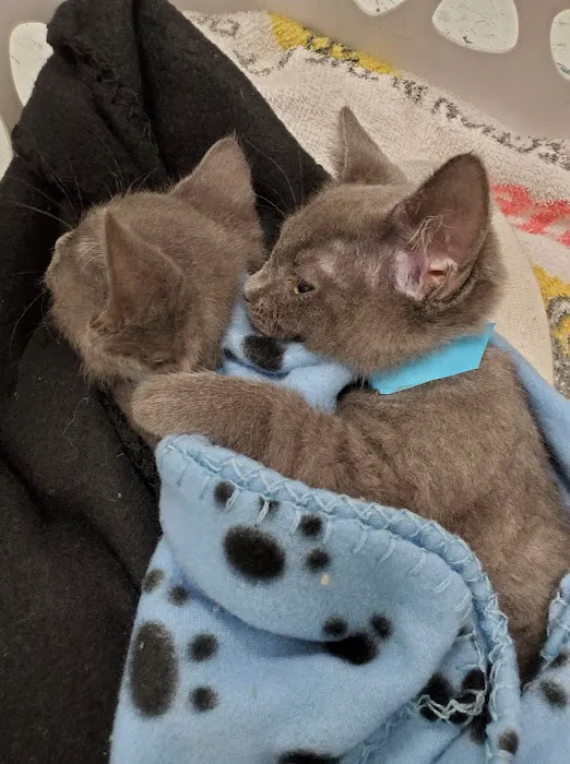 Fixin' to Save Spay & Neuter Clinic 10