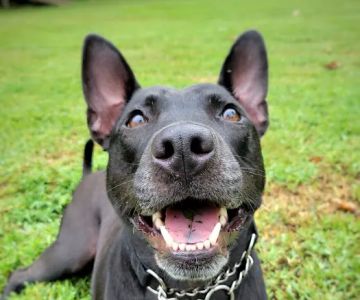 Animal Care of Gloucester