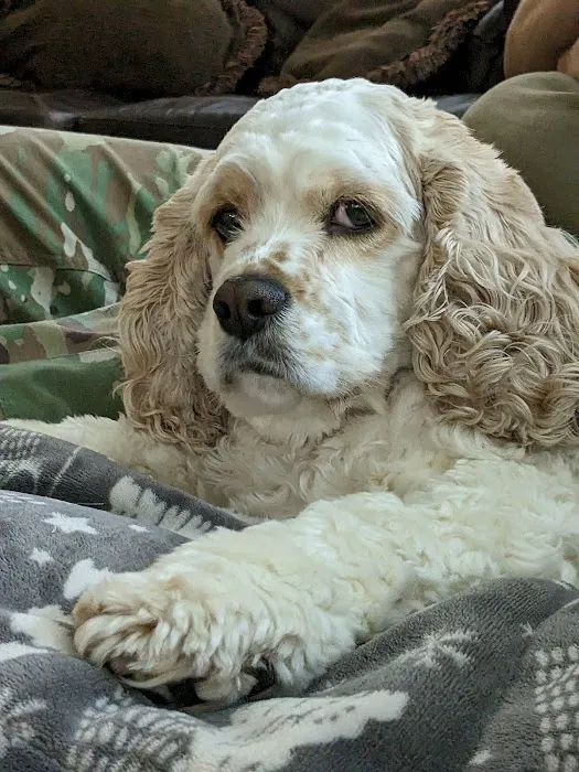 Animal Care of Gloucester 5