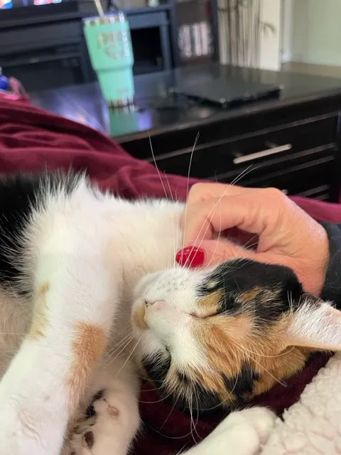 Animal Care of Gloucester 4