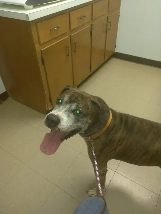 Abingdon Animal Clinic 6