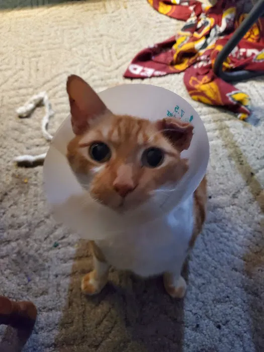 Abingdon Animal Clinic 4