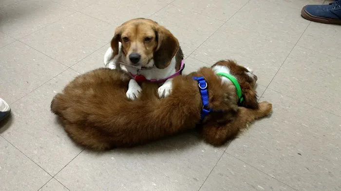 Abingdon Animal Clinic 1