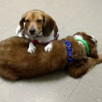 Abingdon Animal Clinic ico