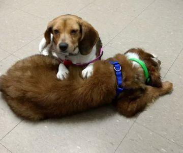 Abingdon Animal Clinic