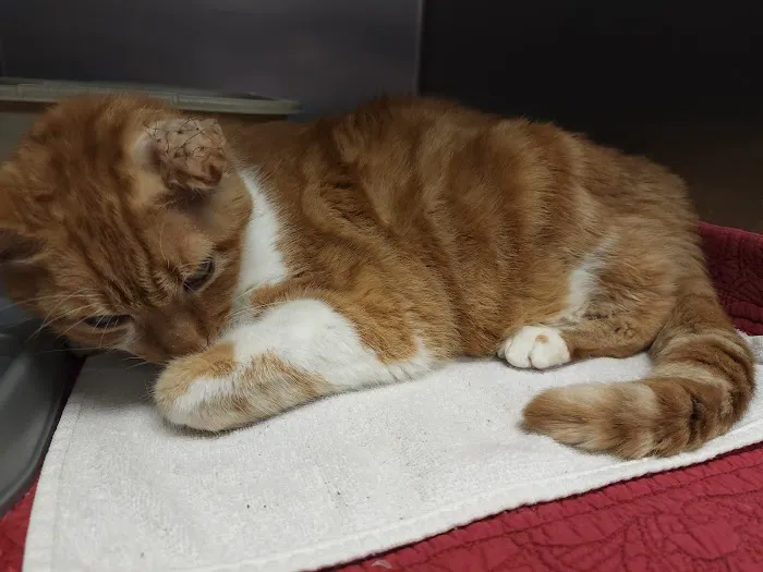 Abingdon Animal Clinic 5