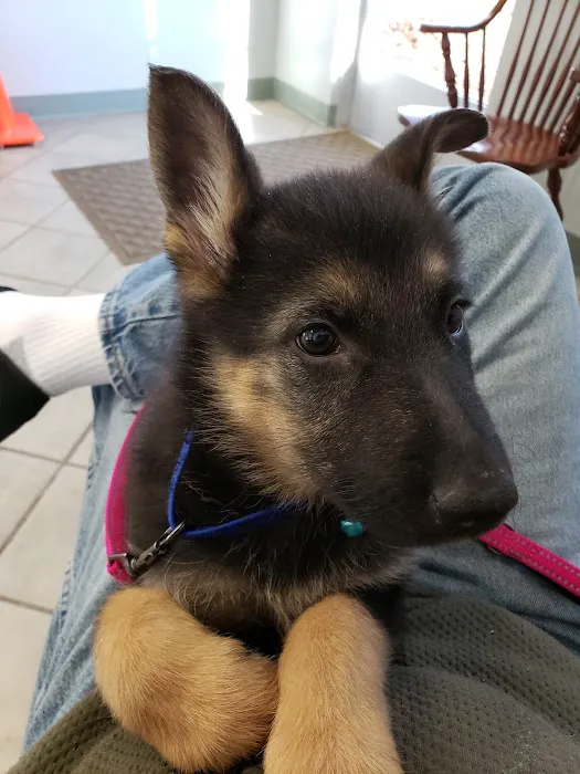 Shady Grove Animal Clinic 10