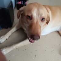 Shady Grove Animal Clinic ico