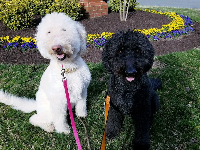 Shady Grove Animal Clinic 8