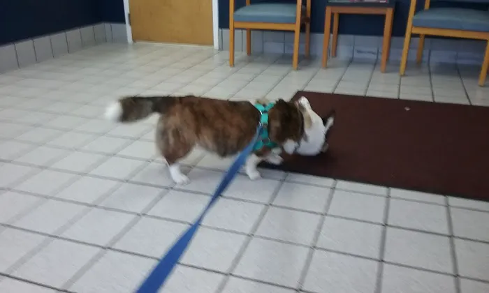 Manakin-Sabot Veterinary Clinic 2