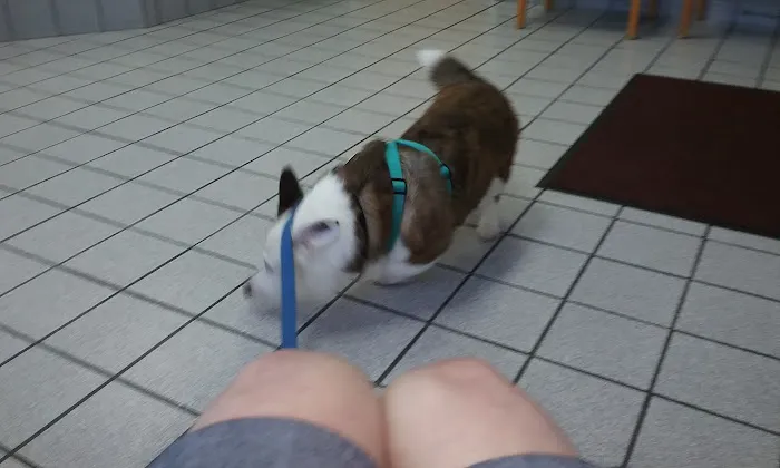 Manakin-Sabot Veterinary Clinic 6