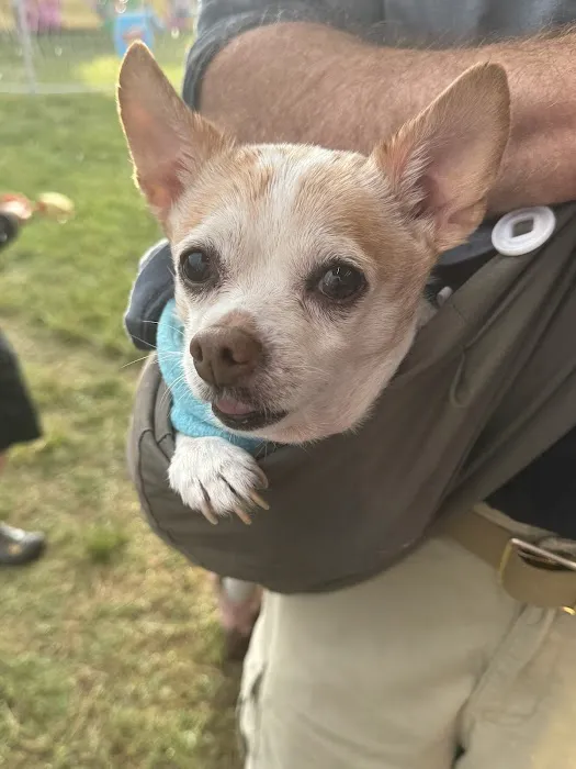 CVCA Cardiac Care For Pets 6