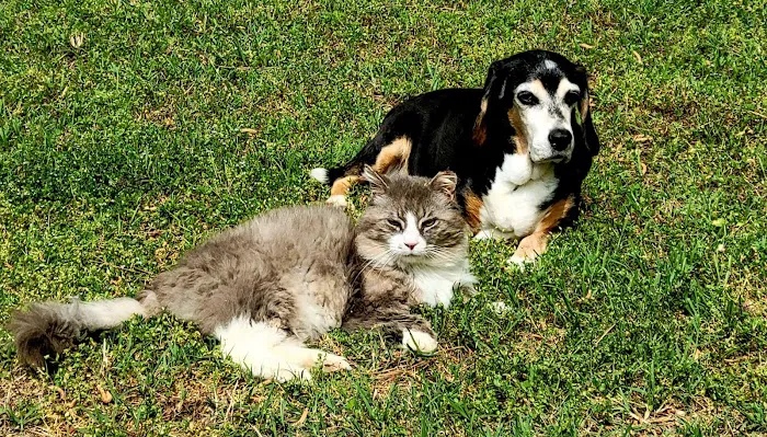 CVCA Cardiac Care For Pets 9