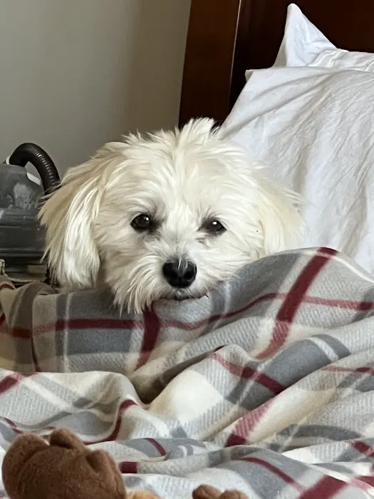 CVCA Cardiac Care For Pets 1