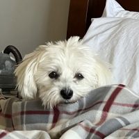 CVCA Cardiac Care For Pets ico