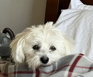 CVCA Cardiac Care For Pets