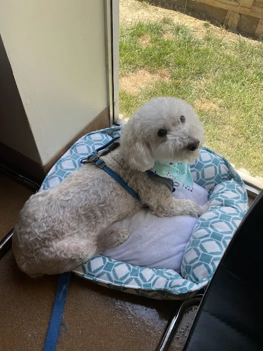 CVCA Cardiac Care For Pets 8