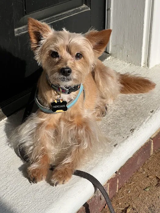 CVCA Cardiac Care For Pets 2