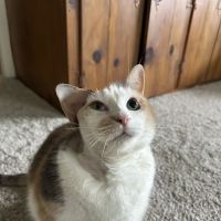 James River Veterinary Surgery ico