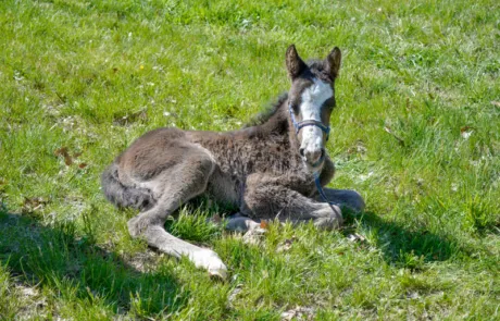Virginia Equine Pllc 10