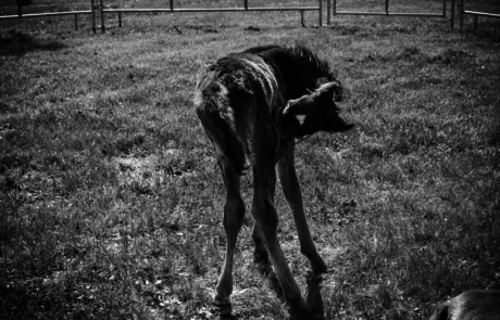 Virginia Equine Pllc 2