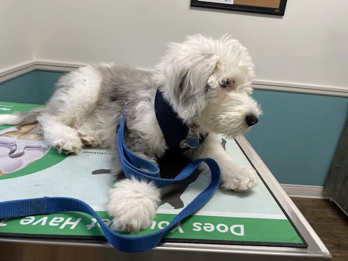 Short Pump Animal Hospital 2