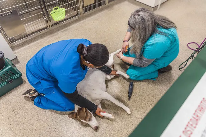 Short Pump Animal Hospital 8