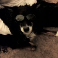 4Strong Paws LLC ico
