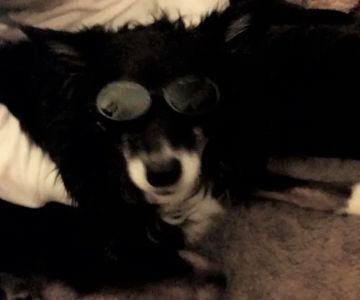 4Strong Paws LLC