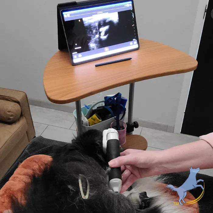4Strong Paws LLC 4