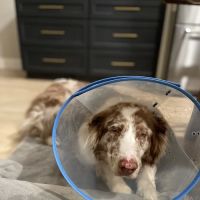 Virginia Veterinary Centers Short Pump ico