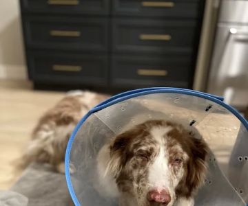 Virginia Veterinary Centers Short Pump