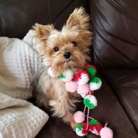 Bush Veterinary Neurology Service (BVNS) - Short Pump ico
