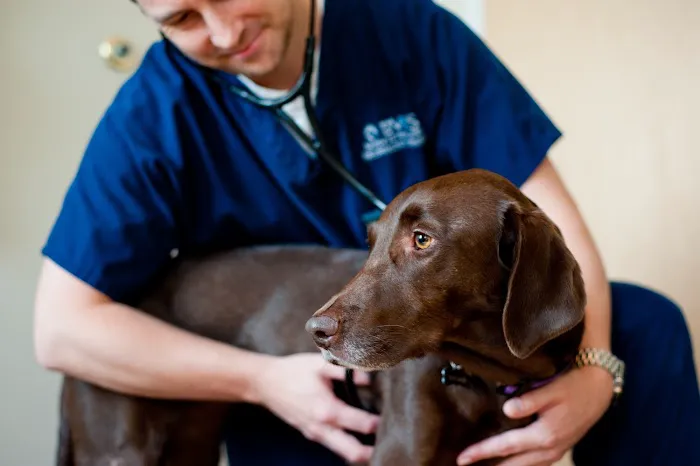 Bush Veterinary Neurology Service (BVNS) - Short Pump 9