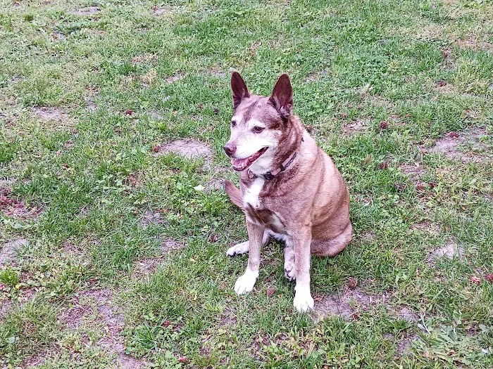 Brook Run Animal Clinic 9