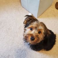 Brook Run Animal Clinic ico