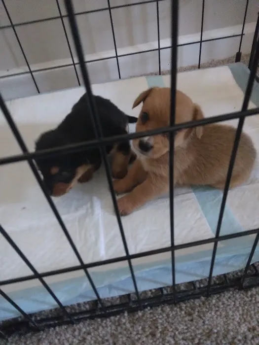 Vetco Vaccination Clinic 3
