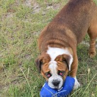 VCA Pets First Animal Hospital ico