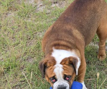 VCA Pets First Animal Hospital