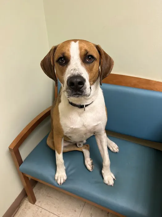 VCA Pets First Animal Hospital 12