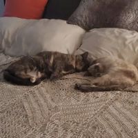 Hilliard Veterinary Hospital ico