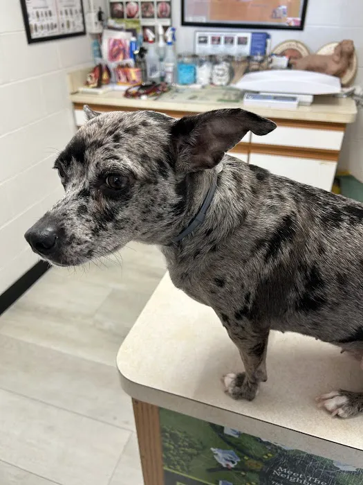 Hilliard Veterinary Hospital 5