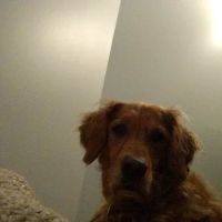 Balanced Veterinary Wellness ico