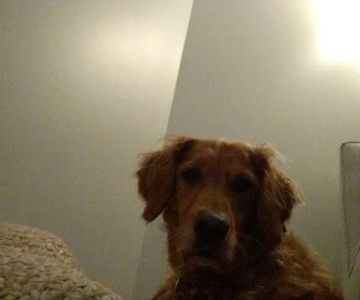 Balanced Veterinary Wellness