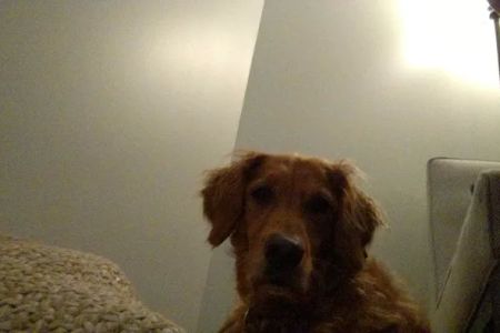 Balanced Veterinary Wellness