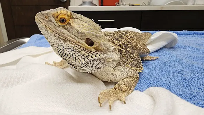 Lakeside Animal Hospital 2