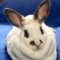 Lakeside Animal Hospital ico