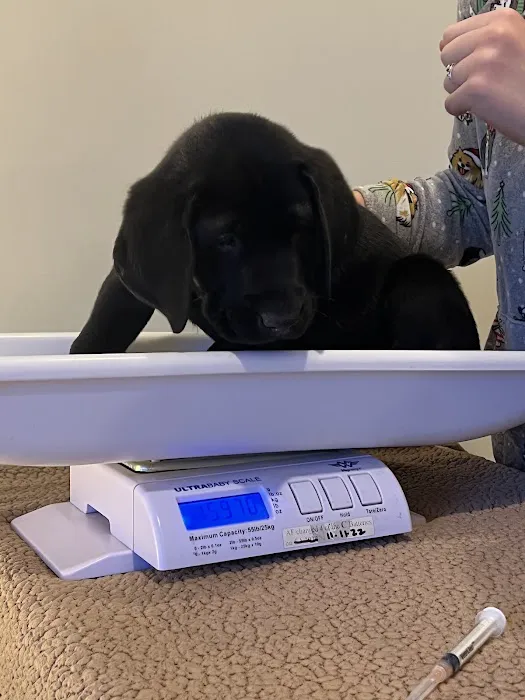 Springfield Veterinary Center 12