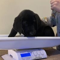Springfield Veterinary Center ico